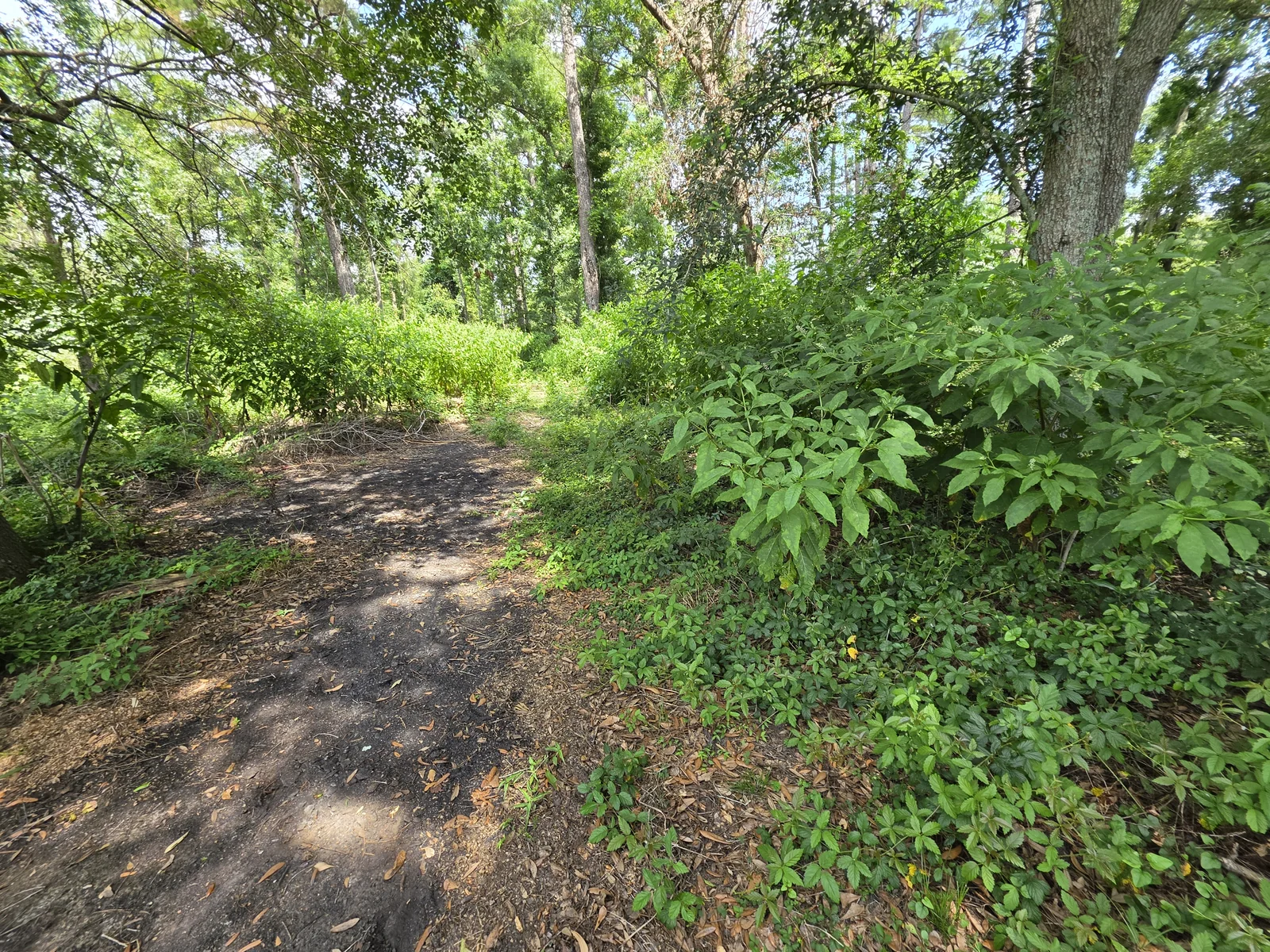 Heavy acreage bush mowing and overgrown field reclamation in Valdosta GA