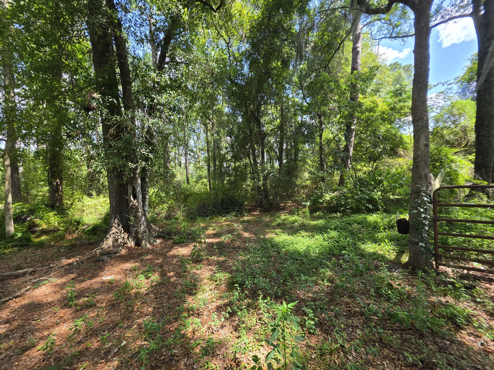 Wooded lot underbrush thinning and brush removal in Valdosta GA